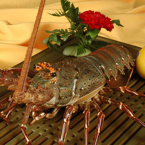 Australian Lobster